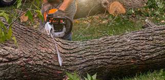 How Our Tree Care Process Works  in  Alto, TX